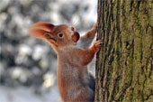 Eichhörnchen im Clara-Zetkin-Park