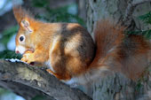 Eichhörnchen im Clara-Zetkin-Park