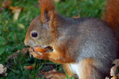Eichhörnchen im Clara-Zetkin-Park